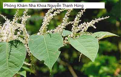 Hình ảnh Phòng Khám Nha Khoa Nguyễn Thanh Hùng